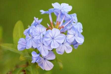 开花, 绽放, 蓝色, 蓝色绽放, 夏季, 花