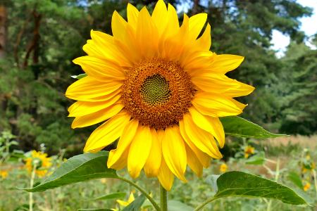 太阳花, 宏观, 美丽的色彩, 多彩, 植物区系, 夏季, 植物