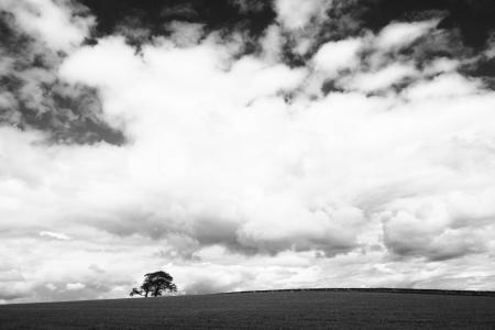 灰度, 摄影, 孤独, 树, 积云, 云彩, 云计算