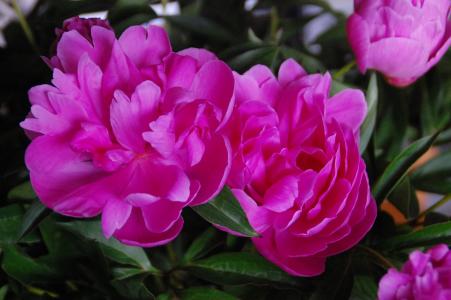 牡丹花, 罗莎, 花, 自然, 植物, 粉红色的颜色, 花