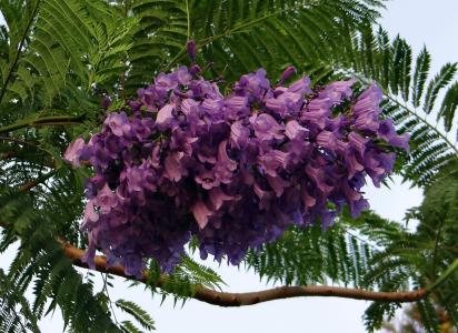 花 mimosifolia, 花, 花, 蓝色花, 黑 poui, 蕨类树, kittur