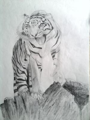 老虎, 绘制, 铅笔, 底纹, 绘图, 哺乳动物, 卡通