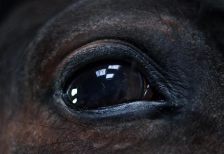 马, 眼睛, 关闭, 黑色, 动物, 特写, 一种动物