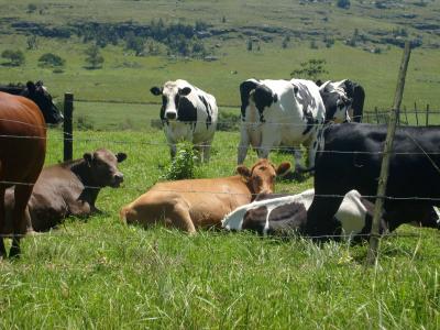 母牛, 牛群, 路边, 放牧, 自然, 农业, 非洲