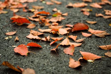 落叶, 橙色, 道路, 秋天, foliade, 干, 叶子