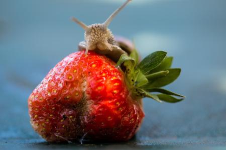 草莓, 蜗牛, 吃, 壳, 食品, 水果, 自然