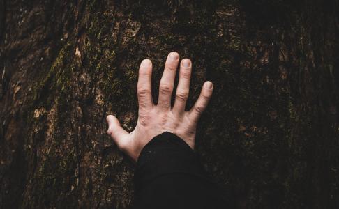 树, 植物, 手, 手指, 人类的手, 人类身体的一部分, 一个人