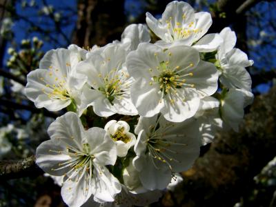 开花的樱桃树, 白花, 春天