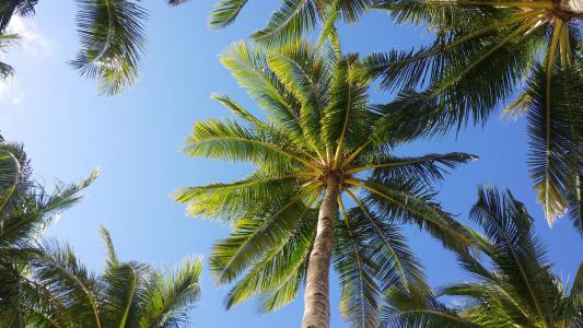 棕榈树, 天空, 长滩岛, 热带, 树, 低角度视图, 树干