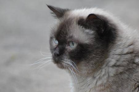 猫, 英国短毛猫, mieze, 蓝色的眼睛, 毛皮, 棕色, 米色