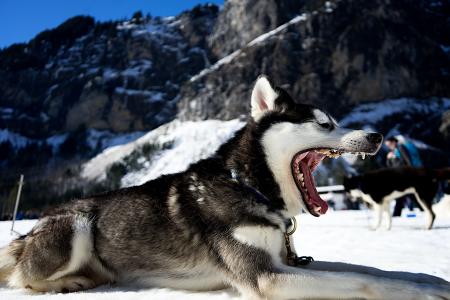 狗, 累了, 打呵欠, 牙齿, 雪橇, 雪, 冬天