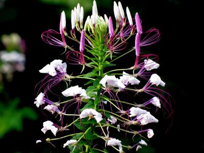 醉 hassleriana, 蜘蛛花, 蜘蛛植物, 醉蝶花, 紫色, 花, 自然