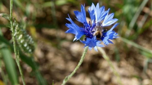 矢车菊, 蓝色, 植物, 蜜蜂, 开花, 绽放