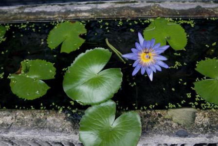 莲花, 水, 昆虫, 自然, 水生植物, 池塘里的植物, 一朵花