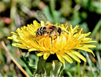 黄蜂, 蜜蜂, 花粉, 昆虫, 动物, 自然, 宏观
