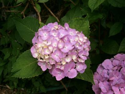 绣球花, 夏天的花, 粉红色的花, 紫色的花