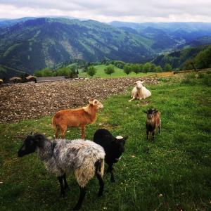 山脉, 盛宴, 山羊, 羊, 牛群, 自然, 农场