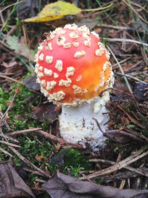 蘑菇, 秋天, 自然, 森林, 红色与白色的小圆点, 木耳, 真菌