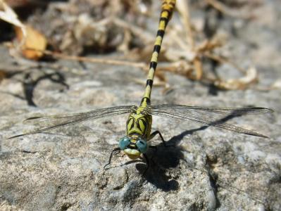 cordulegaster sp, 蜻蜓, 蜻蜓 atrigrada, 有翅膀的昆虫, 详细, 岩石, 眼部化合物