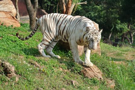 白色孟加拉老虎, 老虎, 猫, 野生动物, 捕食者, 动物, 哺乳动物
