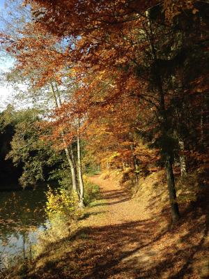 林间小径走, 树木, 阳光, 阴影, 走了, 秋天, 叶子