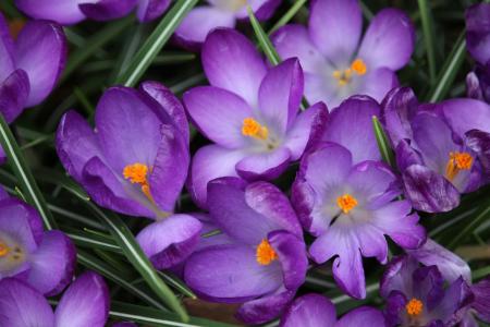 番红花, 花, 紫色, 春天