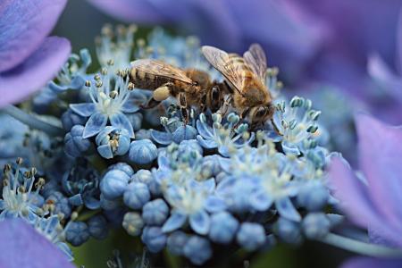 蜜蜂, 蜂蜜蜂, api, 昆虫, 花蜜, 花, 绣球花