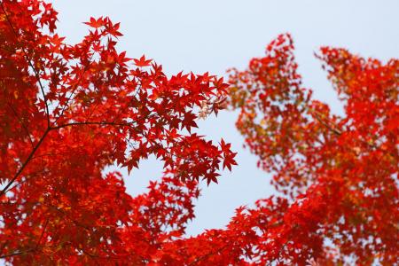 红色, 枫树, 树, 叶, 秋天, 红树, 红叶