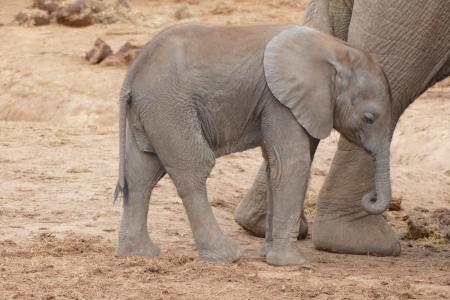 小象, 南非, 阿多国家公园, 大象, 年轻的大象, 大象南非, 非洲布什大象