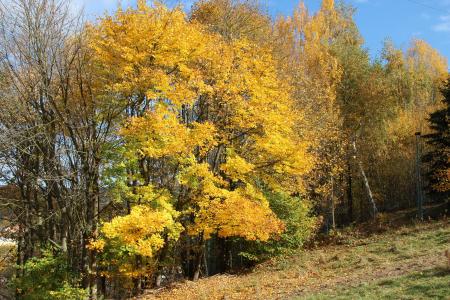 秋天, 叶子, 秋天的落叶, 金色的秋天, 落叶的秋天, 多彩, 黄色