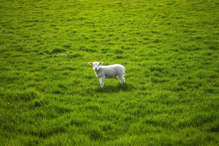 羊, 羔羊, lentje, 牧场, 一种动物, 绿色的颜色, 草