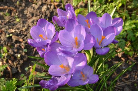 自然, 花, 番红花, 紫色, 杵, 春天