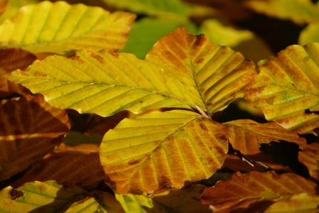 山毛榉, 黄色的树叶, 金, 秋天, 秋天的落叶, 自然, 多彩