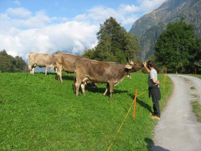 山脉, 母牛, 高山, 动物爱好者, 牛, 瑞士, 自然