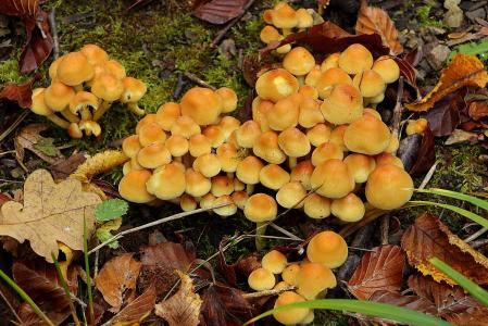 蘑菇, 森林蘑菇, 森林, 森林的地面, 自然, 松茸采摘, 黄蘑菇