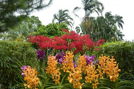 兰花, 新加坡, 植物园