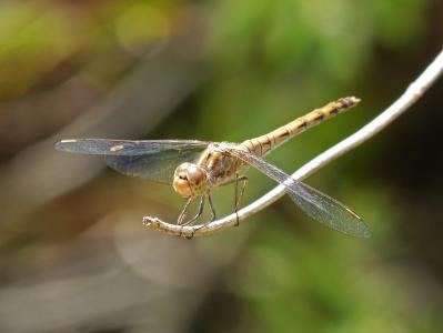 蜻蜓, sympetrum striolatum, 有翅膀的昆虫, 分公司, 湿地, 池塘