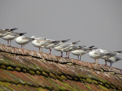 海鸥, 屋顶, 鸟类, 坐, 系列, 平铺, 房子的屋顶