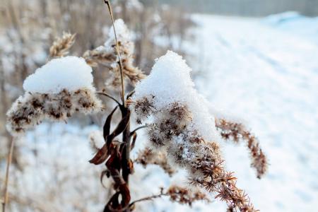 青铜器, 植物, 冬天, 雪, 自然, 景观, 冰