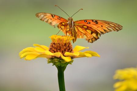 蝴蝶, 花, 植物, 自然, 黄色, 昆虫, 蝴蝶-昆虫