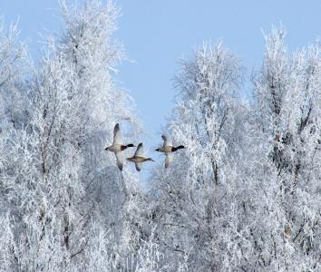 冬天, 鸟类, 鹅, 雪, 冰, 自然, 飞行