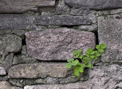 植物, 墙上, 自然, 野生, 极端生活, 耐力, 石头