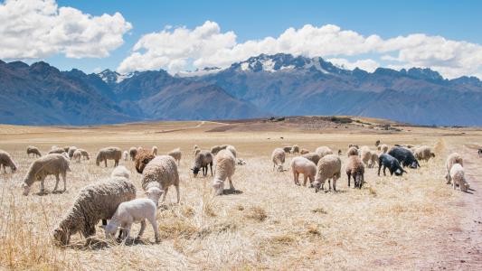 白色, 羊, 羊, 动物, 草, 字段, 山脉