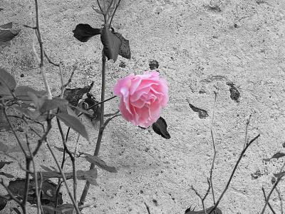上升, 粉色, 黑色和白色, 花, 粉红玫瑰