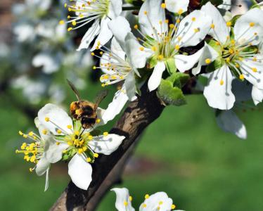 蜜蜂, 授粉, 花, 梅花, 花园, 昆虫, 花粉