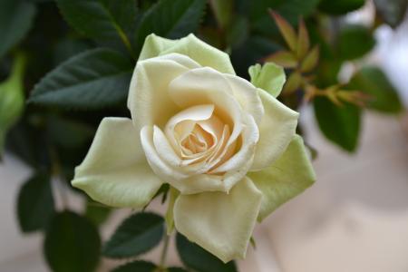奶油玫瑰, 完美绽放, 花, 上升, 多年生草本, 罗莎, 茶玫瑰