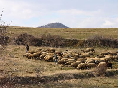 保加利亚, 山, 羊, 牛群, 牧师, 牧羊人, 自然