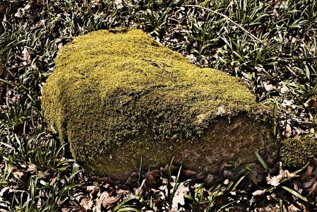 岩石, 皮埃尔 ·, 泡沫, 草, 下木