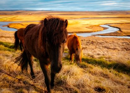 冰岛, 马, 牛群, 动物, 景观, 峡湾, 流