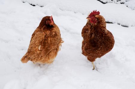 鸡, 雪, 冬天, 公鸡, 农村, 家禽, 红色